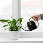 ظرف آبیاری لعابی مشکی ایکیا مدل VATTENKRASSE - تصویر 2